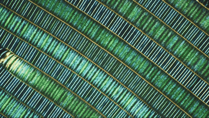a gif of a microscopic video of green, moving cyanobacteria filaments