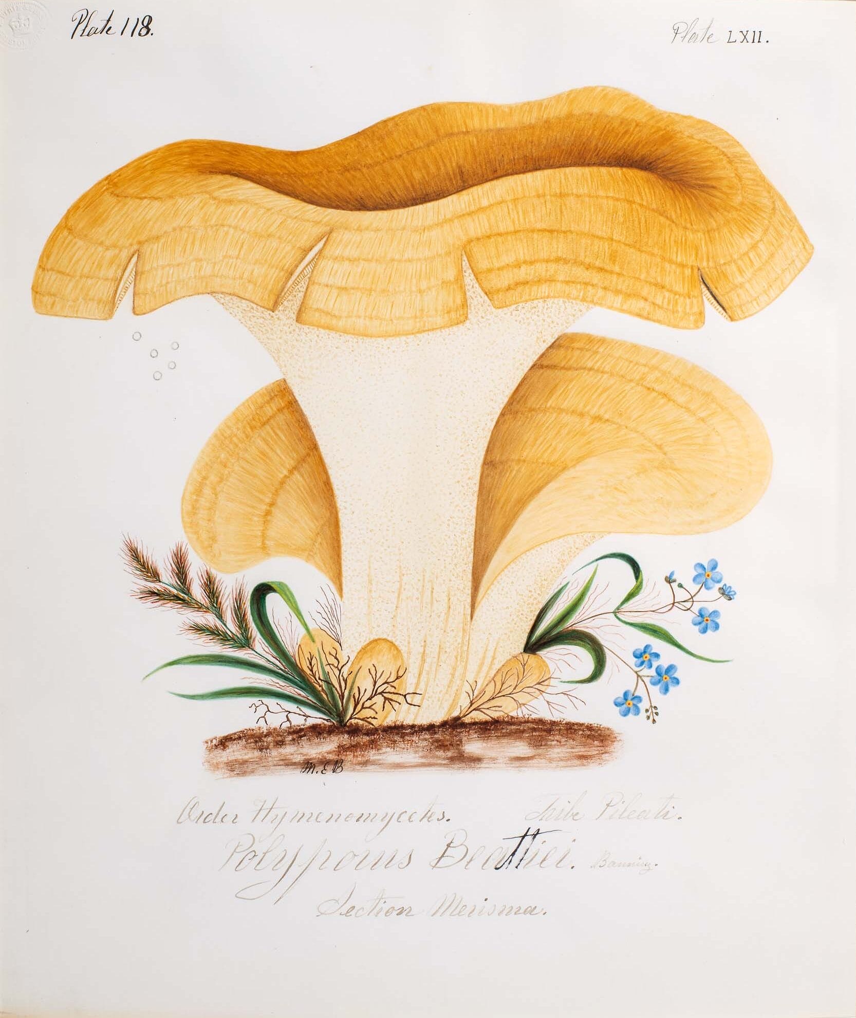 an illustration of mushrooms by Mary Banning