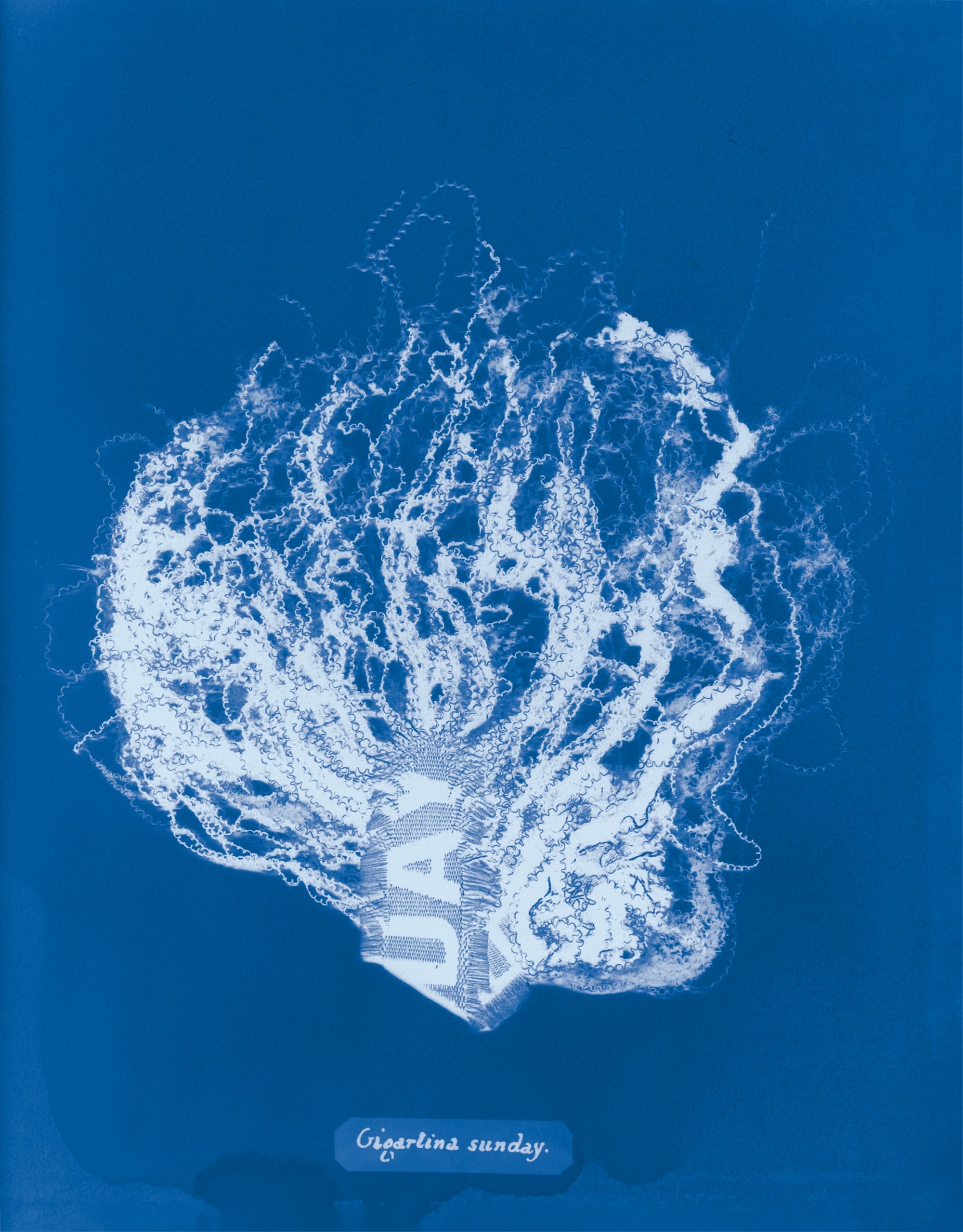 a cyanotype of a fragment of cloth resembling a botanical specimen, labeled "Gigartina sunday"