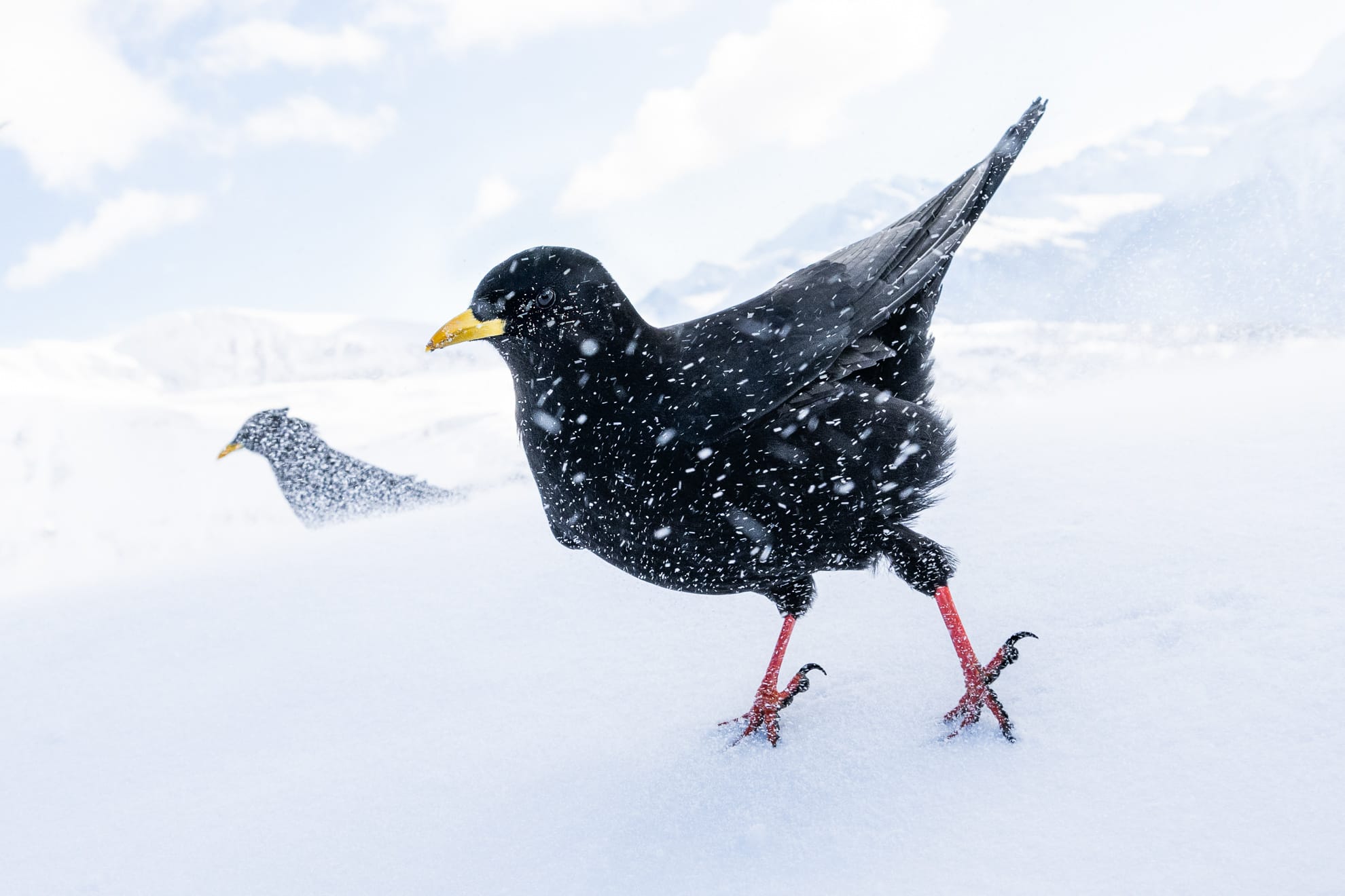 two Alpine choughs stand against the snow and wind in the Swiss Alps
