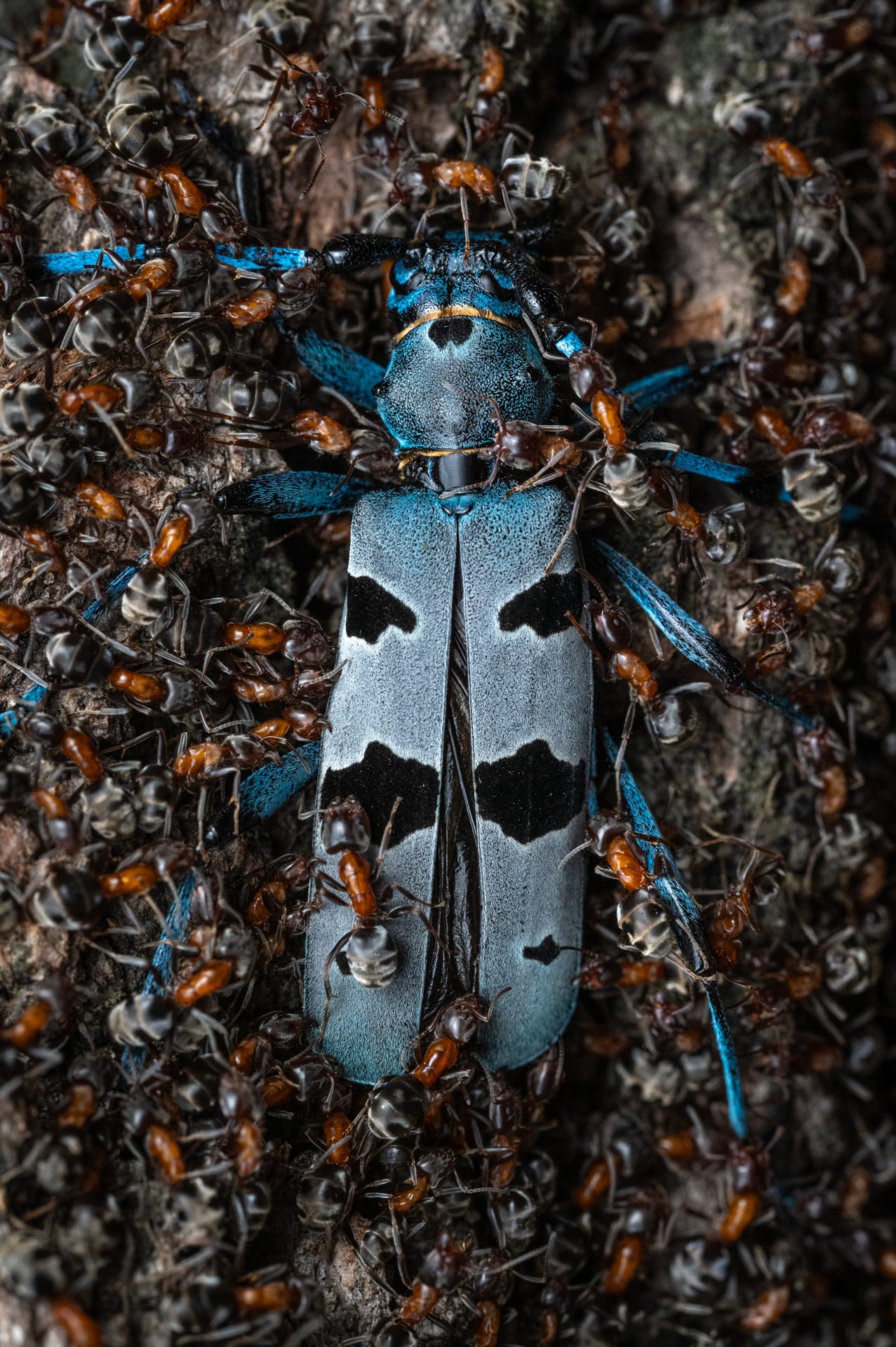 a photo by Jan Pokluda of a dead blue insect being devoured by a mass of ants