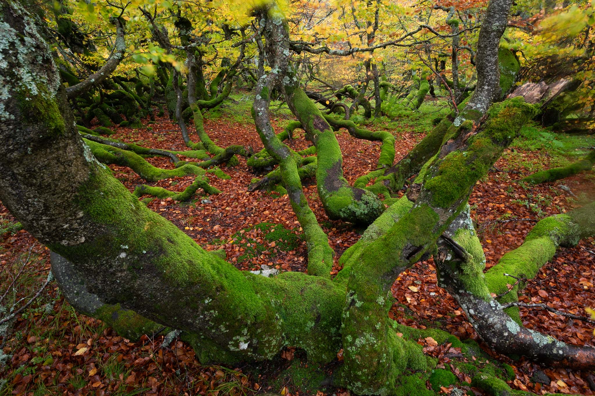 a photograph by Frédéric Demeuse of moss-covered trees in a dense forest with red leaves on the ground