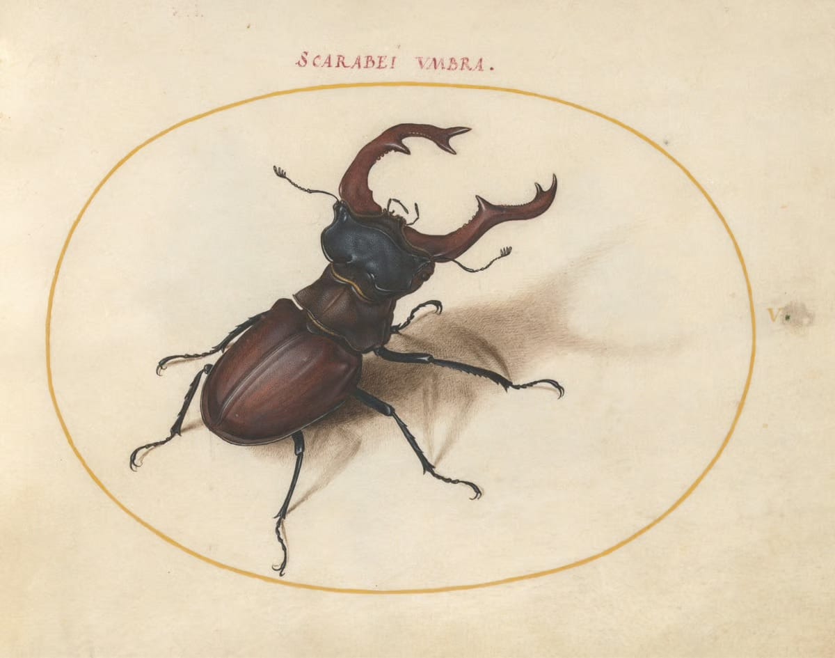 a drawing of a beetle
