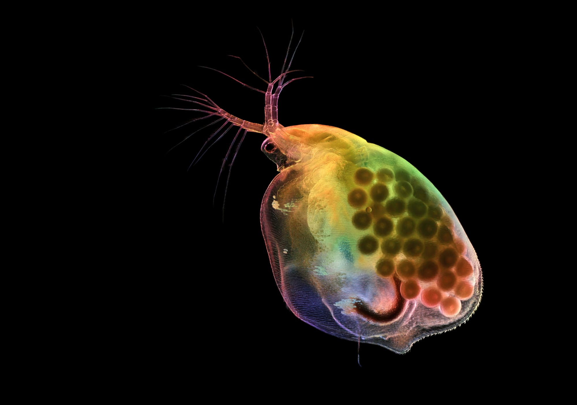 Pregnant water flea (Daphnia)