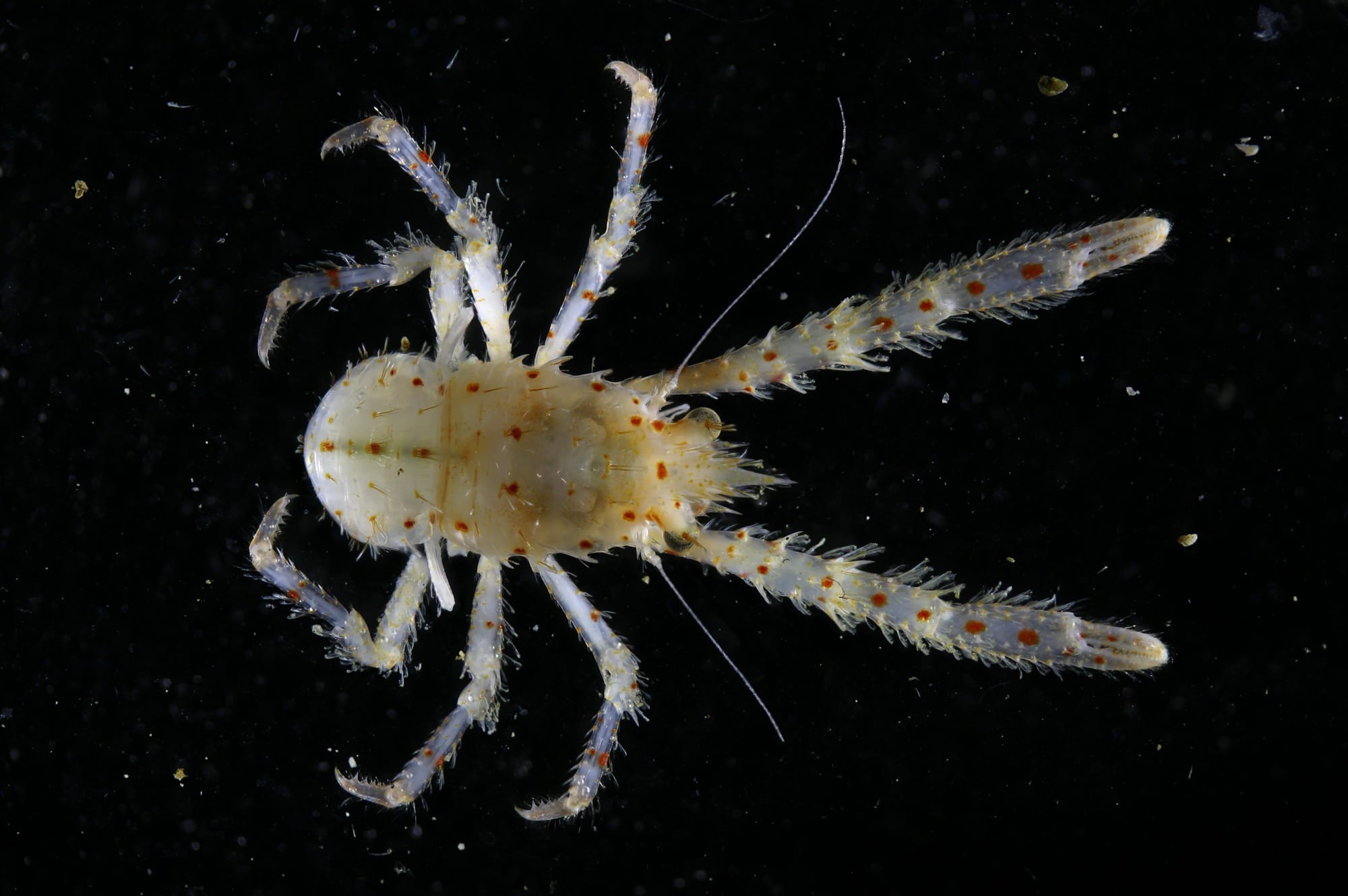 a photograph of a newly-discovered tiny lobster against a black background