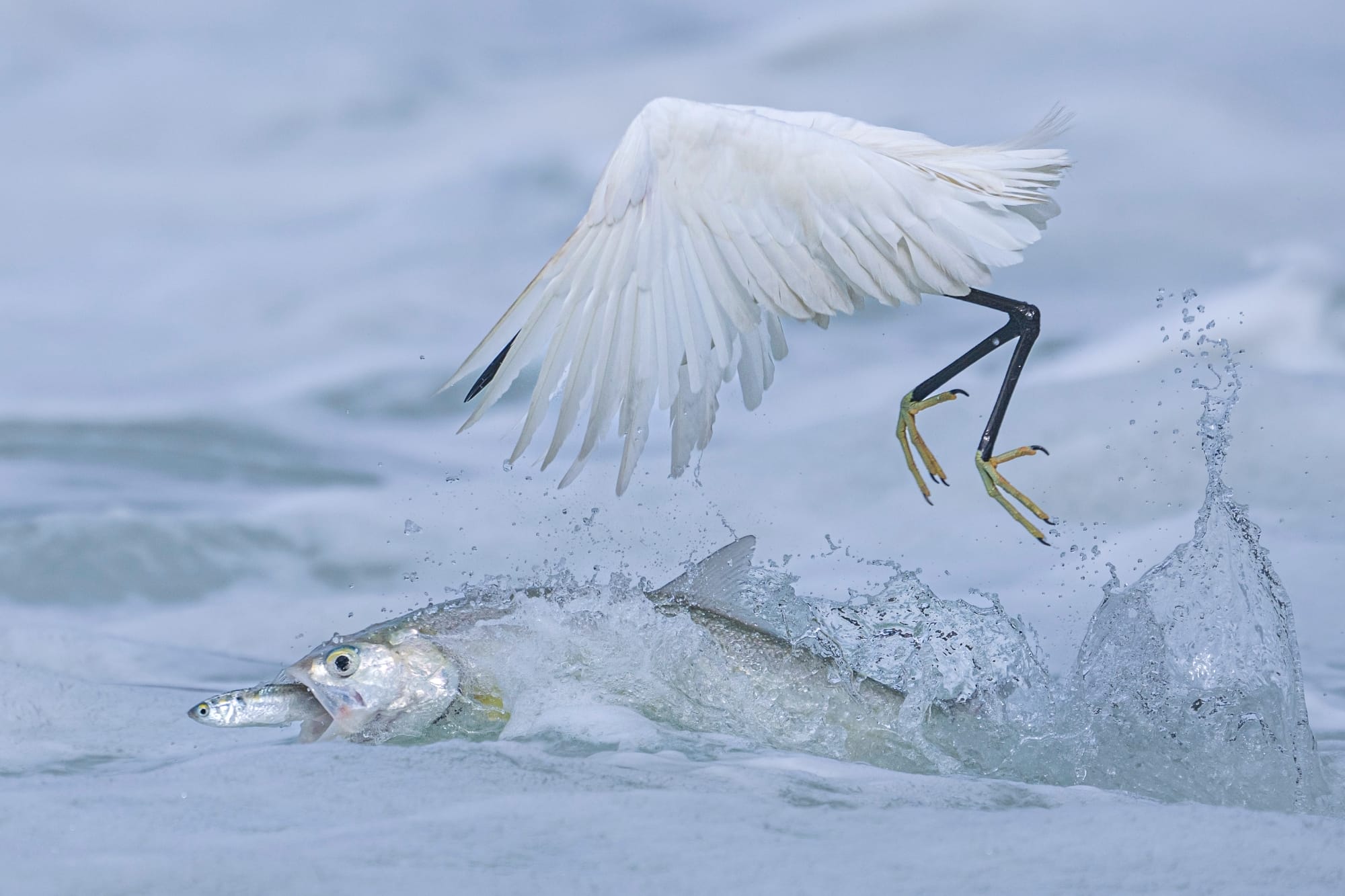a photo by Qingrong Yang of a fish eating a smaller fish while a bird attempts to eat them both