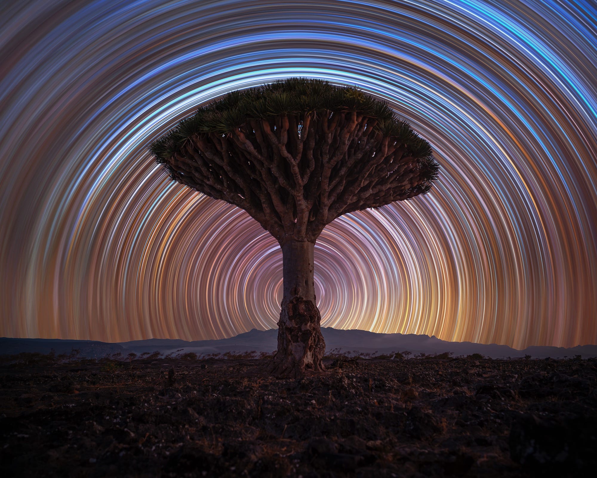 a timelapse photo of stars circling around a dragon tree